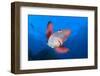 A Portrait Of A Mexican Hogfish (Bodianus Diplotaenia)-Alex Mustard-Framed Photographic Print