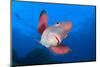 A Portrait Of A Mexican Hogfish (Bodianus Diplotaenia)-Alex Mustard-Mounted Photographic Print