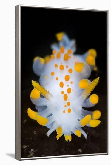 A Portrait Of A Nudibranch (Limacia Clavigera) Searching For Food On Algae. Gulen-Alex Mustard-Framed Photographic Print