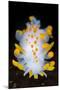 A Portrait Of A Nudibranch (Limacia Clavigera) Searching For Food On Algae. Gulen-Alex Mustard-Mounted Photographic Print