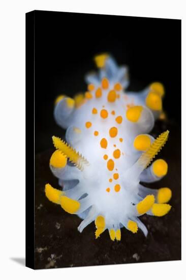 A Portrait Of A Nudibranch (Limacia Clavigera) Searching For Food On Algae. Gulen-Alex Mustard-Stretched Canvas