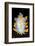 A Portrait Of A Nudibranch (Limacia Clavigera) Searching For Food On Algae. Gulen-Alex Mustard-Framed Photographic Print