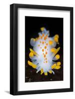 A Portrait Of A Nudibranch (Limacia Clavigera) Searching For Food On Algae. Gulen-Alex Mustard-Framed Photographic Print