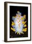 A Portrait Of A Nudibranch (Limacia Clavigera) Searching For Food On Algae. Gulen-Alex Mustard-Framed Photographic Print