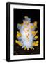 A Portrait Of A Nudibranch (Limacia Clavigera) Searching For Food On Algae. Gulen-Alex Mustard-Framed Photographic Print