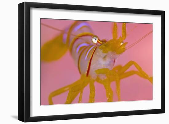 A Portrait Of A Small Candy Stripe Shrimp (Lebbeus Grandimanus)-Alex Mustard-Framed Photographic Print