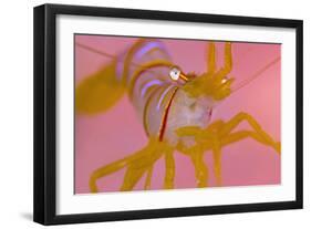 A Portrait Of A Small Candy Stripe Shrimp (Lebbeus Grandimanus)-Alex Mustard-Framed Photographic Print