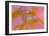 A Portrait Of A Small Candy Stripe Shrimp (Lebbeus Grandimanus)-Alex Mustard-Framed Photographic Print