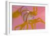 A Portrait Of A Small Candy Stripe Shrimp (Lebbeus Grandimanus)-Alex Mustard-Framed Photographic Print