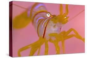 A Portrait Of A Small Candy Stripe Shrimp (Lebbeus Grandimanus)-Alex Mustard-Stretched Canvas