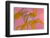 A Portrait Of A Small Candy Stripe Shrimp (Lebbeus Grandimanus)-Alex Mustard-Framed Photographic Print