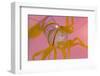 A Portrait Of A Small Candy Stripe Shrimp (Lebbeus Grandimanus)-Alex Mustard-Framed Photographic Print