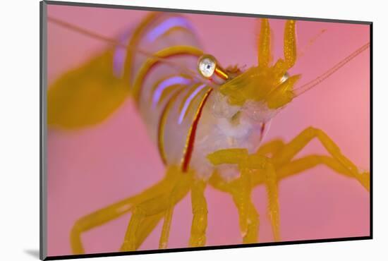 A Portrait Of A Small Candy Stripe Shrimp (Lebbeus Grandimanus)-Alex Mustard-Mounted Photographic Print