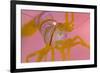 A Portrait Of A Small Candy Stripe Shrimp (Lebbeus Grandimanus)-Alex Mustard-Framed Photographic Print