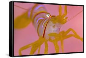 A Portrait Of A Small Candy Stripe Shrimp (Lebbeus Grandimanus)-Alex Mustard-Framed Stretched Canvas