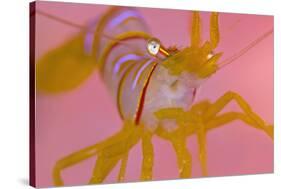 A Portrait Of A Small Candy Stripe Shrimp (Lebbeus Grandimanus)-Alex Mustard-Stretched Canvas