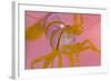 A Portrait Of A Small Candy Stripe Shrimp (Lebbeus Grandimanus)-Alex Mustard-Framed Photographic Print