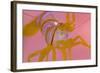 A Portrait Of A Small Candy Stripe Shrimp (Lebbeus Grandimanus)-Alex Mustard-Framed Photographic Print