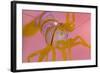 A Portrait Of A Small Candy Stripe Shrimp (Lebbeus Grandimanus)-Alex Mustard-Framed Photographic Print