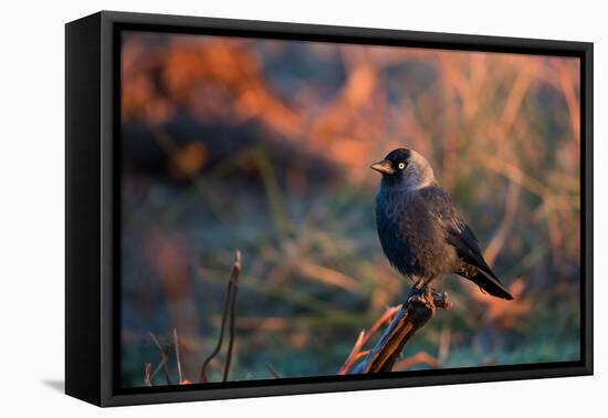 A Portrait of a Western Jackdaw Illuminated by the Orange Glow of Sunrise-Alex Saberi-Framed Stretched Canvas