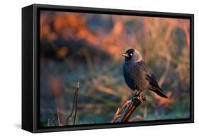 A Portrait of a Western Jackdaw Illuminated by the Orange Glow of Sunrise-Alex Saberi-Framed Stretched Canvas