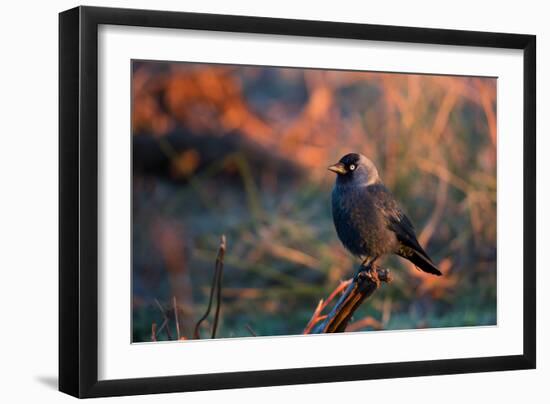 A Portrait of a Western Jackdaw Illuminated by the Orange Glow of Sunrise-Alex Saberi-Framed Photographic Print