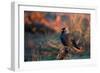 A Portrait of a Western Jackdaw Illuminated by the Orange Glow of Sunrise-Alex Saberi-Framed Photographic Print