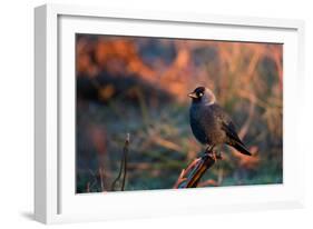 A Portrait of a Western Jackdaw Illuminated by the Orange Glow of Sunrise-Alex Saberi-Framed Photographic Print