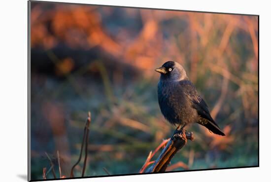 A Portrait of a Western Jackdaw Illuminated by the Orange Glow of Sunrise-Alex Saberi-Mounted Photographic Print