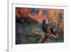 A Portrait of a Western Jackdaw Illuminated by the Orange Glow of Sunrise-Alex Saberi-Framed Photographic Print