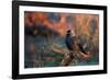 A Portrait of a Western Jackdaw Illuminated by the Orange Glow of Sunrise-Alex Saberi-Framed Photographic Print