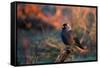 A Portrait of a Western Jackdaw Illuminated by the Orange Glow of Sunrise-Alex Saberi-Framed Stretched Canvas