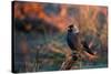 A Portrait of a Western Jackdaw Illuminated by the Orange Glow of Sunrise-Alex Saberi-Stretched Canvas