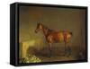 A Portrait of 'Marshall' a Bay Racehorse, in a Stall-Edward Troye-Framed Stretched Canvas