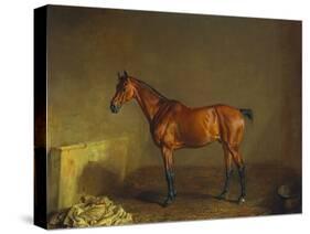 A Portrait of 'Marshall' a Bay Racehorse, in a Stall-Edward Troye-Stretched Canvas