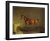 A Portrait of 'Marshall' a Bay Racehorse, in a Stall-Edward Troye-Framed Giclee Print