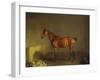 A Portrait of 'Marshall' a Bay Racehorse, in a Stall-Edward Troye-Framed Giclee Print