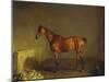 A Portrait of 'Marshall' a Bay Racehorse, in a Stall-Edward Troye-Mounted Giclee Print