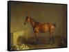 A Portrait of 'Marshall' a Bay Racehorse, in a Stall-Edward Troye-Framed Stretched Canvas