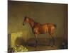 A Portrait of 'Marshall' a Bay Racehorse, in a Stall-Edward Troye-Mounted Premium Giclee Print