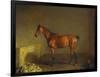 A Portrait of 'Marshall' a Bay Racehorse, in a Stall-Edward Troye-Framed Premium Giclee Print