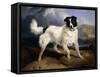 A Portrait of Neptune-Edwin Henry Landseer-Framed Stretched Canvas