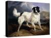 A Portrait of Neptune-Edwin Henry Landseer-Stretched Canvas
