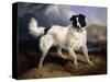 A Portrait of Neptune-Edwin Henry Landseer-Stretched Canvas