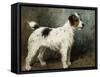 A Portrait of Nettle, a Terrier-John Emms-Framed Stretched Canvas