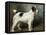 A Portrait of Nettle, a Terrier-John Emms-Framed Stretched Canvas