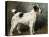 A Portrait of Nettle, a Terrier-John Emms-Stretched Canvas