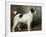 A Portrait of Nettle, a Terrier-John Emms-Framed Giclee Print