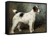 A Portrait of Nettle, a Terrier-John Emms-Framed Stretched Canvas