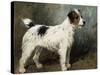 A Portrait of Nettle, a Terrier-John Emms-Stretched Canvas